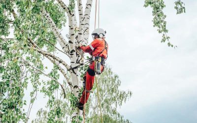 Veszélyes fák kivágása: mikor kell cselekedni?